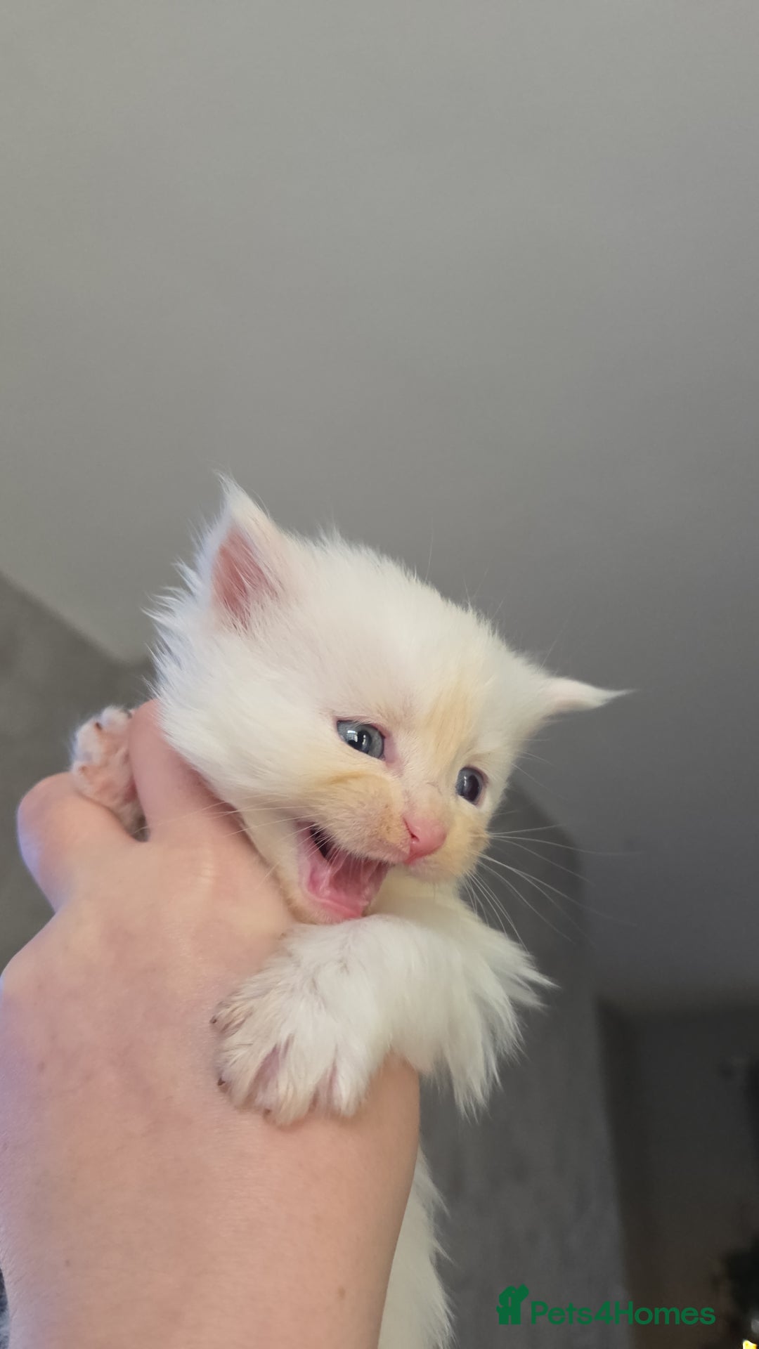 Maine Coon cats for sale: TICA registered MaineCoons 😸  - Advert 2