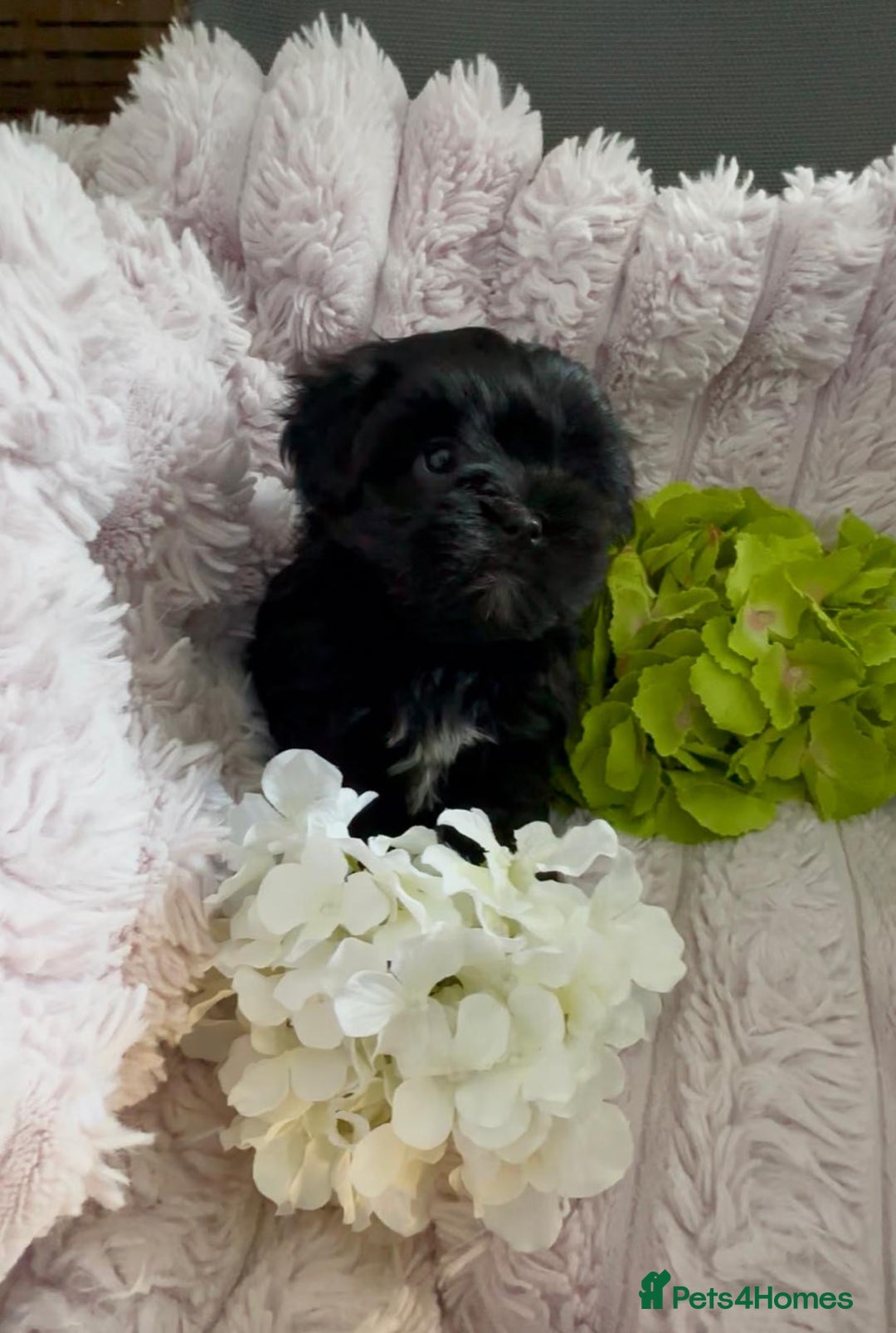 Shih Tzu dogs for sale: Rare imperial black Shih Tzu - Advert 4