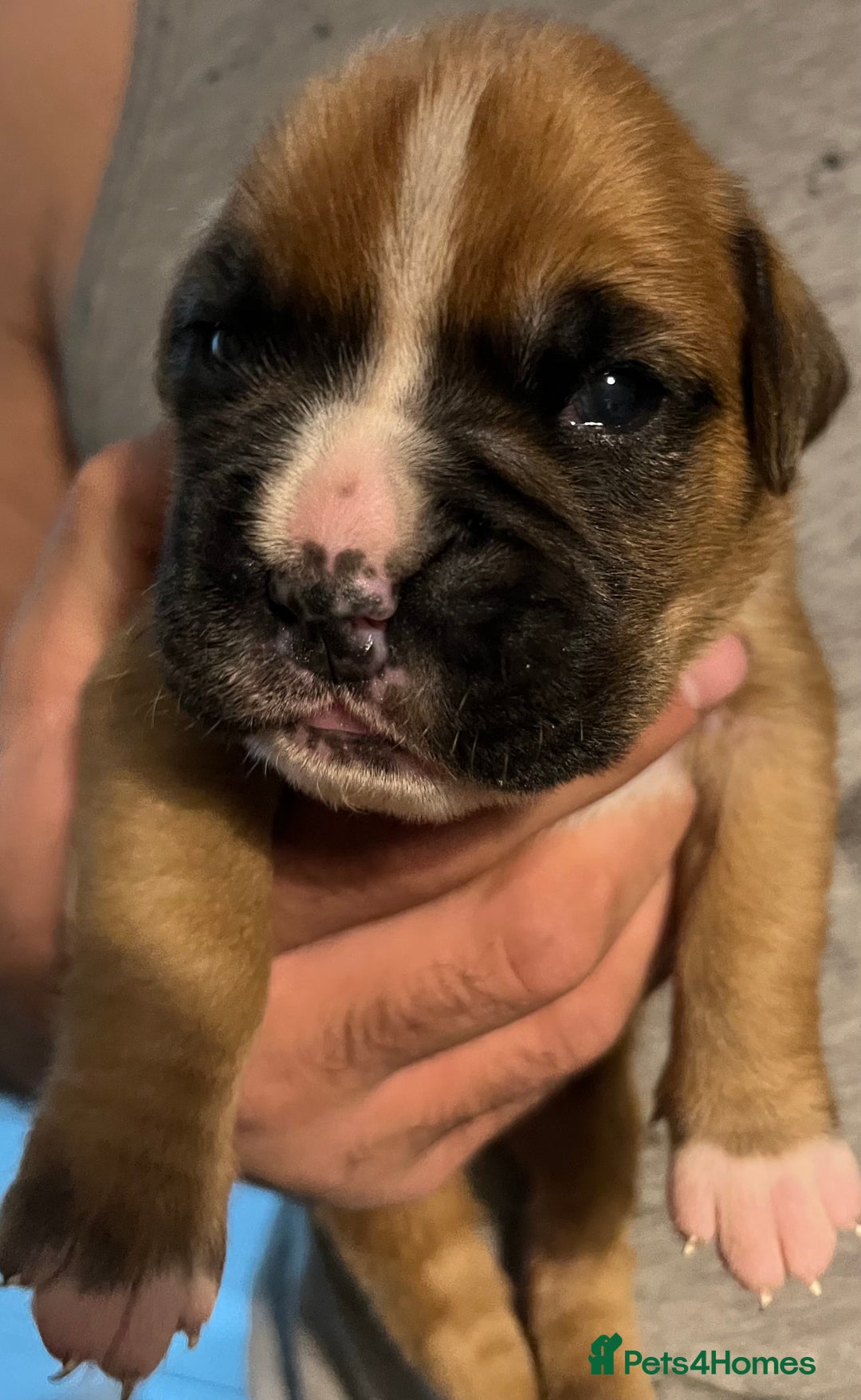 Boxer dogs for sale: Beautiful bob/tailed litter pure boxers  - Advert 19