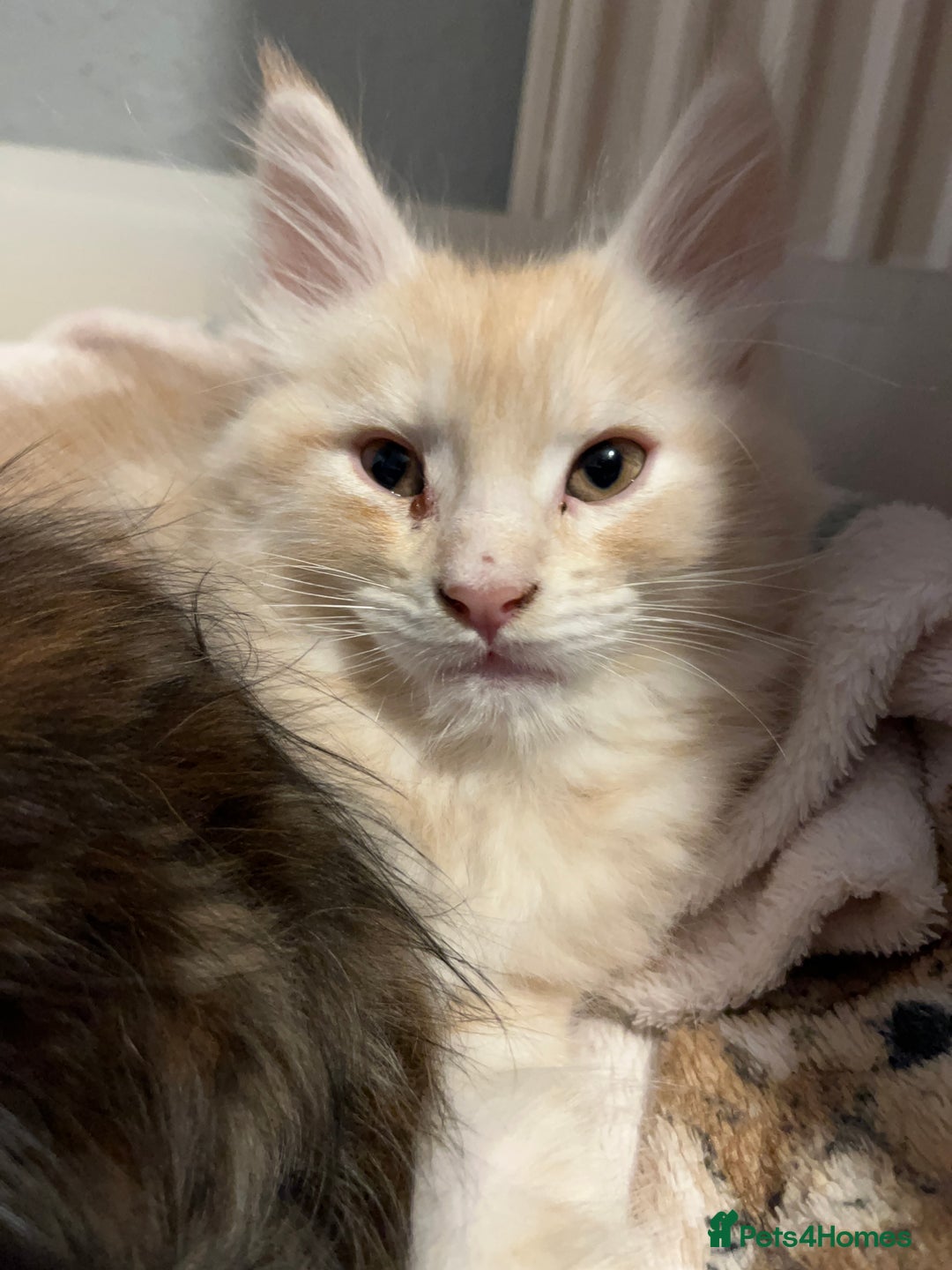 Maine Coon cats for sale: Purebred Maincoons Kittens - Advert 3