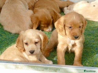 Cocker Spaniel dogs - Advert 3