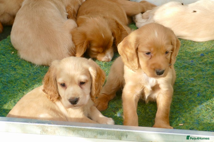 Cocker Spaniel dogs - Advert 10