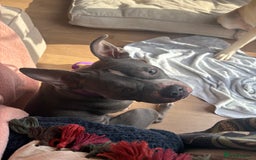 Staffordshire Bull Terrier dogs for sale: Bella  - Image 2