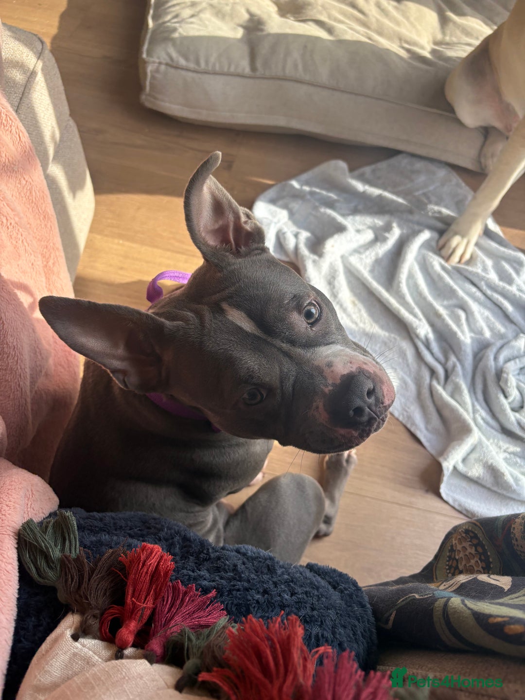 Staffordshire Bull Terrier dogs for sale: Bella  - Image 2