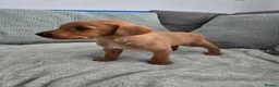 Labrador Retriever dogs for sale: Fox red labrador puppies  in Sunderland - Advert 5