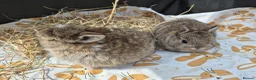 Netherland Dwarf rabbits for sale: Netherland dwarf.  Dwarf lops. mini lops  - Advert 9