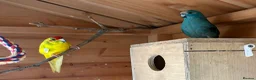 Parakeets birds for sale: Pair of Kakariki parakeets - Advert 5