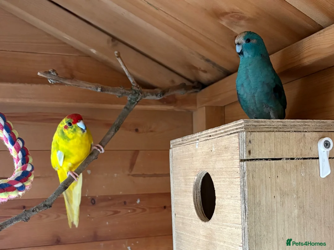 Parakeets birds for sale: Pair of Kakariki parakeets - Advert 5