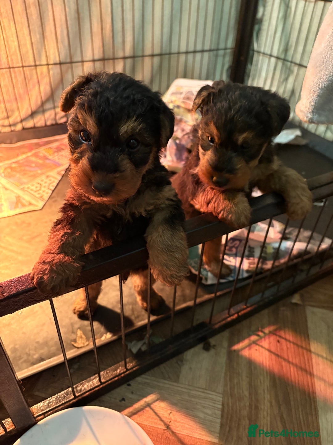 Welsh Terrier dogs for sale: Excellent bloodlines 3 pups available - Advert 4