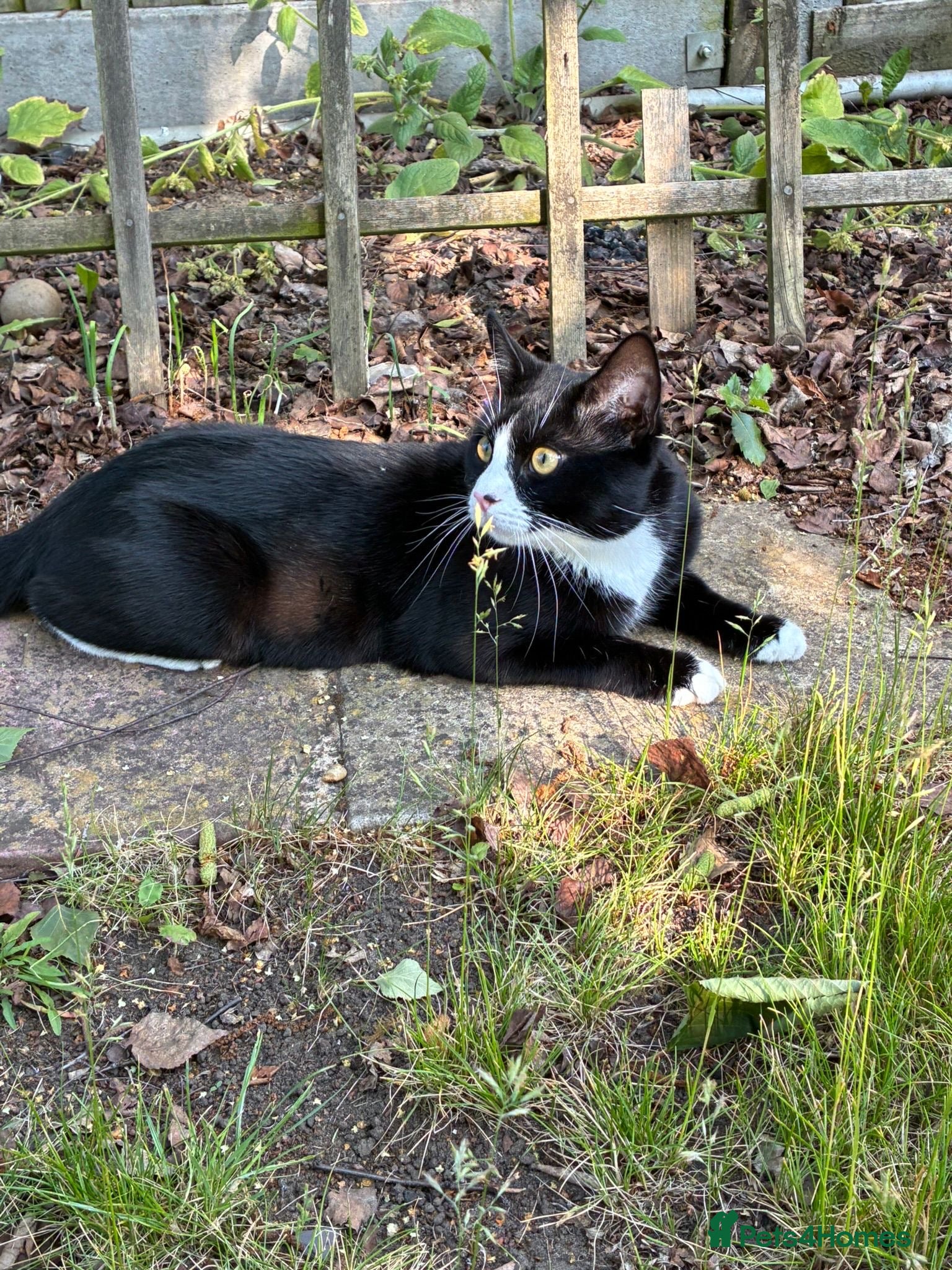 Mixed Breed cats Cats for Sale (Free) - Advert 1