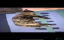 Mixed Breed cats for sale: Widgey  - Image 7