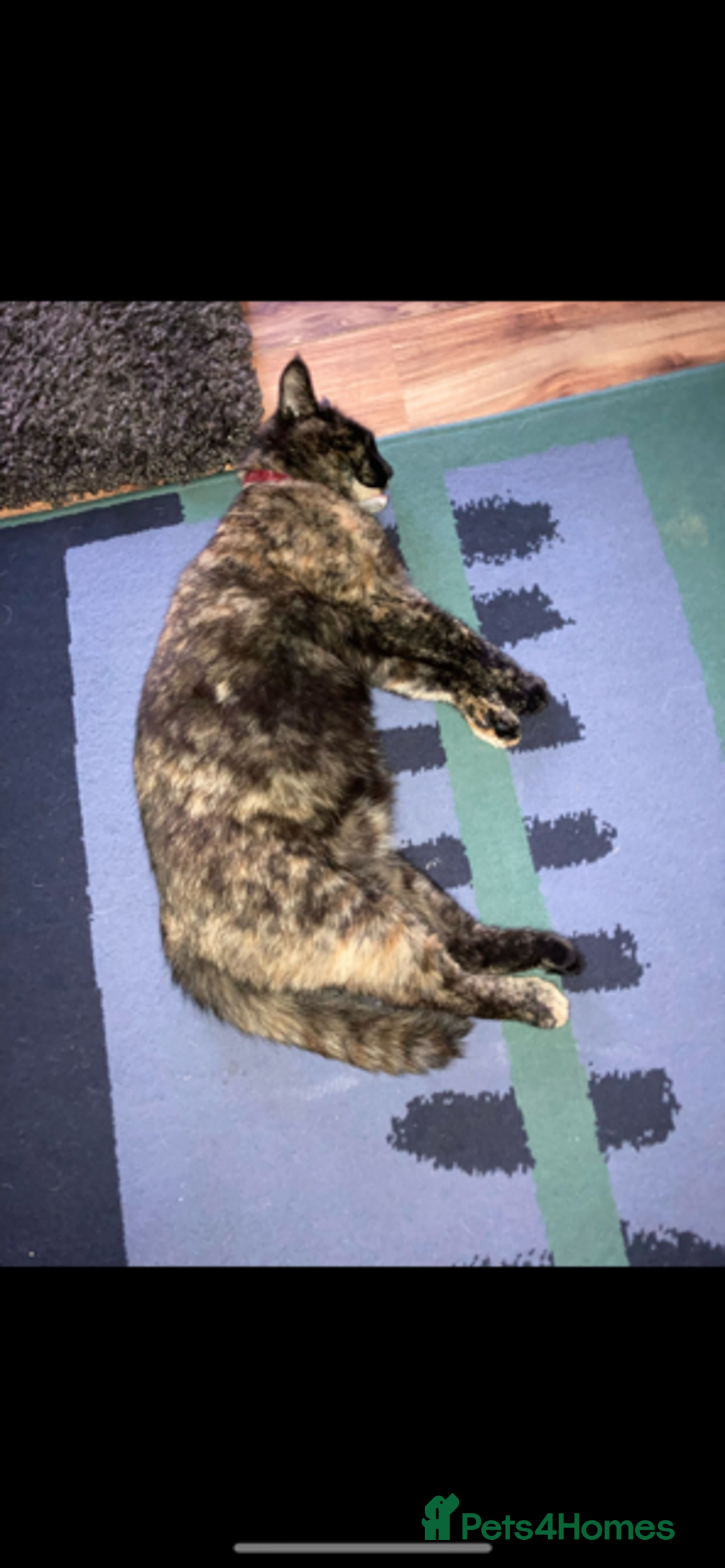 Mixed Breed cats for sale: Widgey  - Image 7
