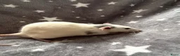 Rat rodents for sale: Baby Dumbo Rats Fancy Rats Male  - Advert 6