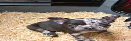 French Bulldog dogs for sale: French bull dog puppys - Advert 9