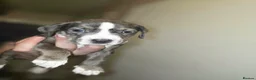 Mixed Breed dogs for sale: American bulldog staff x chow in Telford - Advert 3