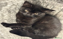 British Shorthair cats for sale:  🐾 Gorgeous Black Kittens – 11 Weeks Old 🐾   - Image 11