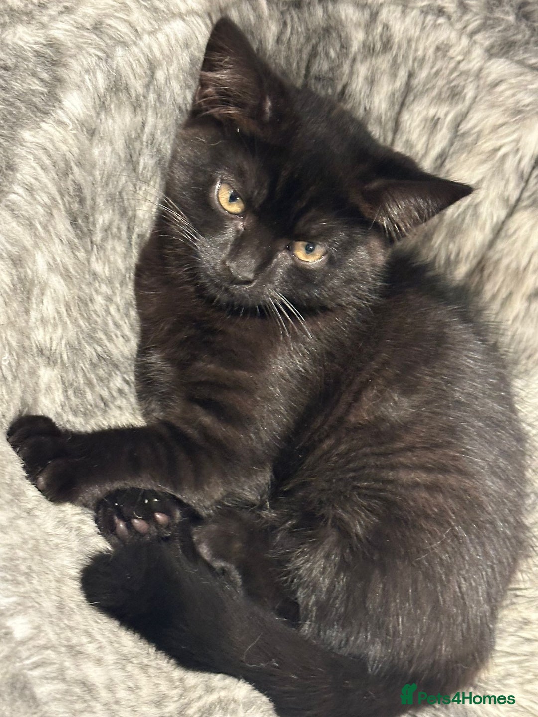 British Shorthair cats for sale:  🐾 Gorgeous Black Kittens – 11 Weeks Old 🐾   - Image 11
