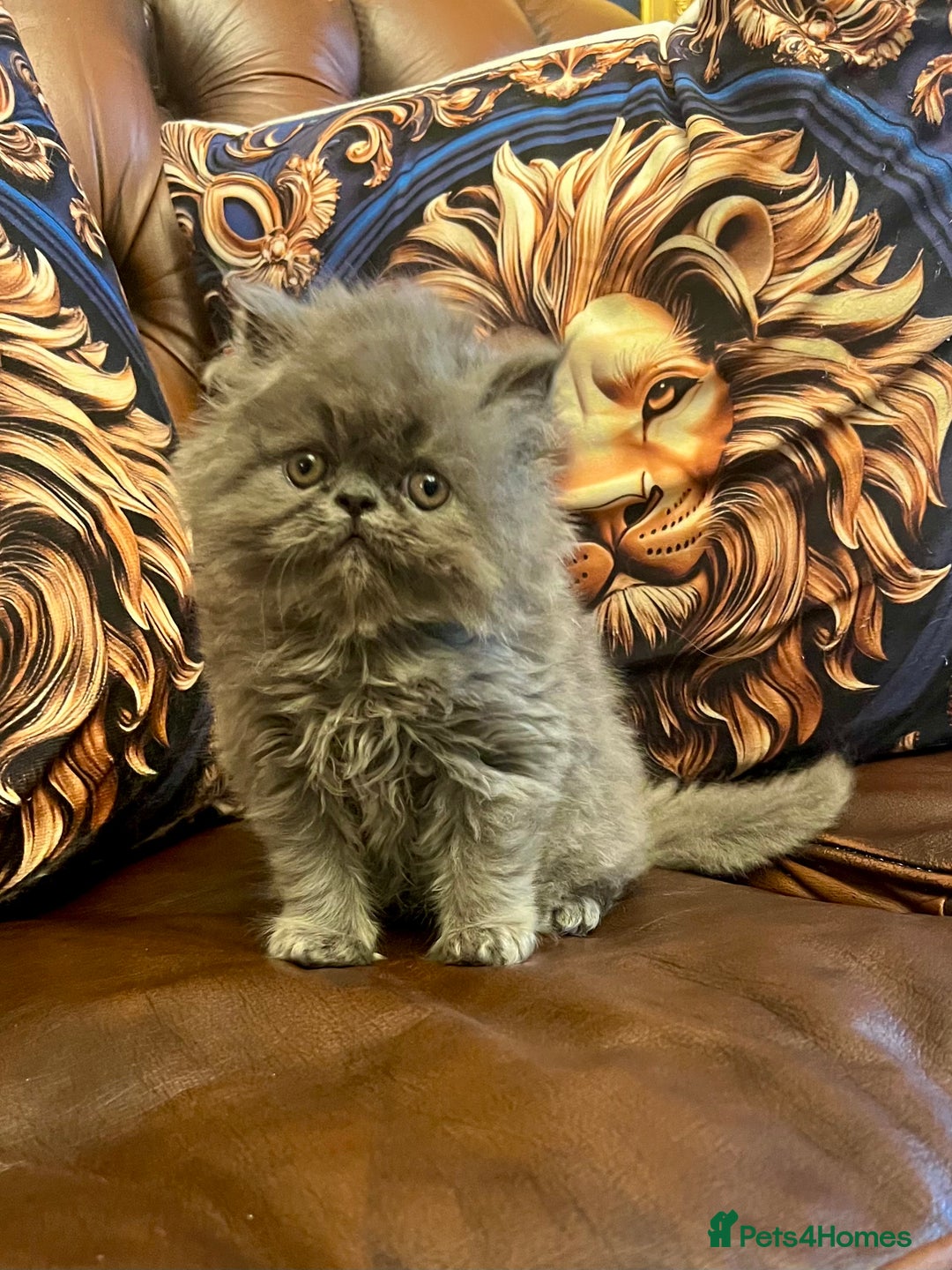 Persian cats for sale: Stunning blue Persians kittens ready to go  - Image 7