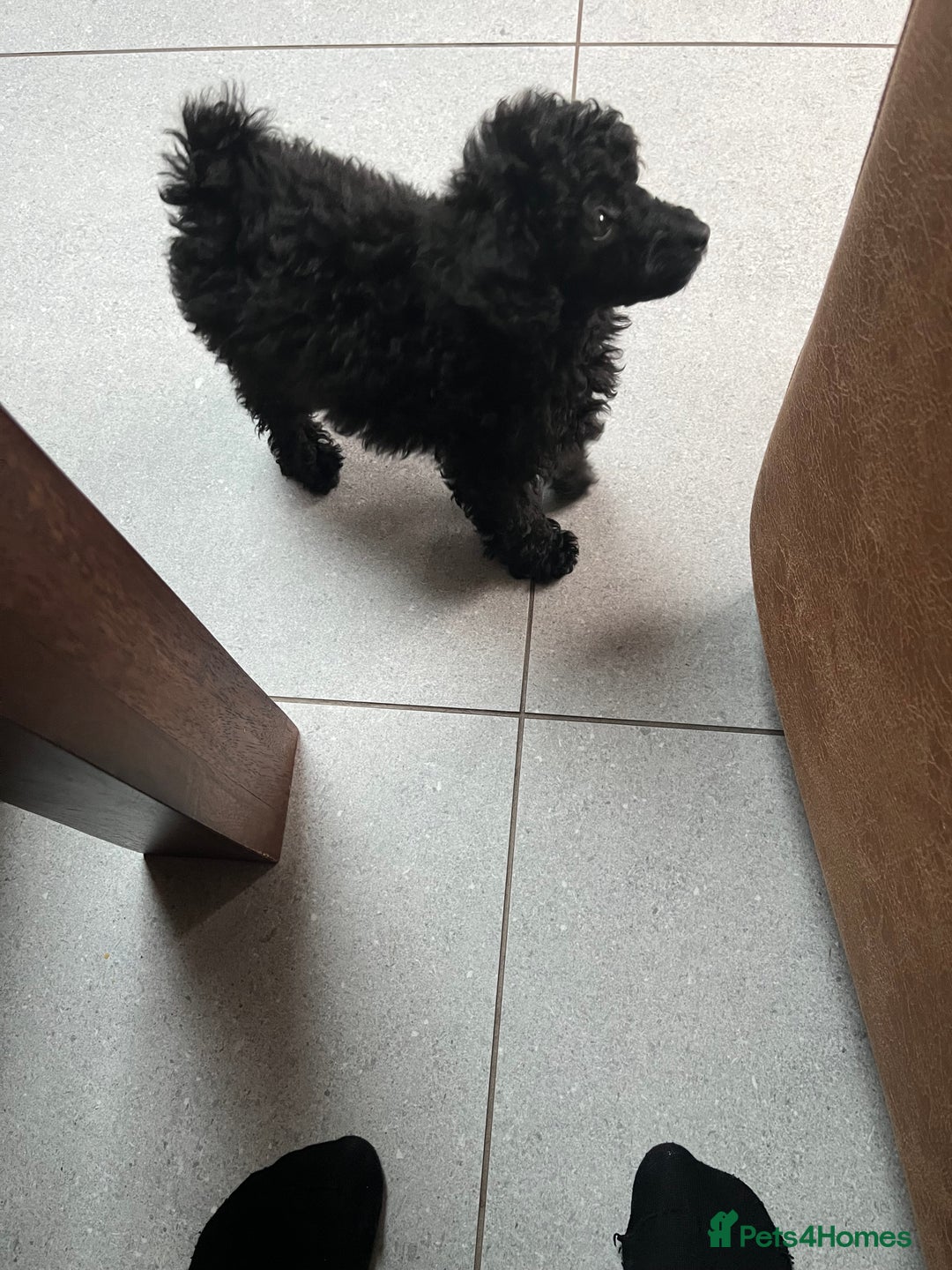 Toy Poodle dogs for sale: Beautiful Toy Poodle female - Advert 4
