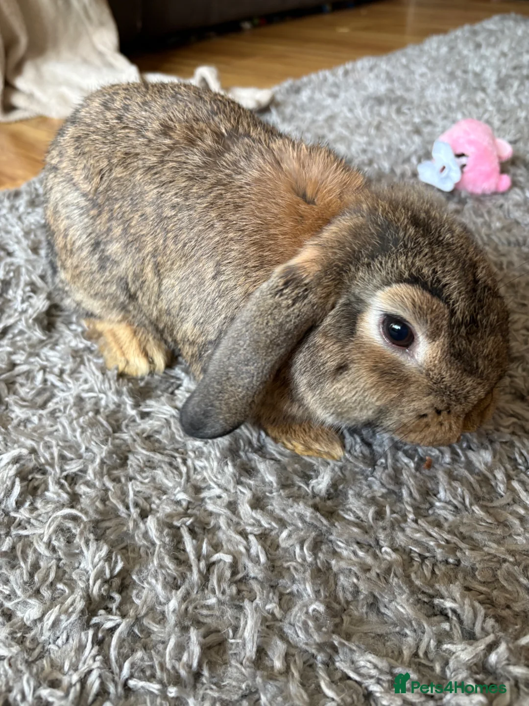 Mini Lop rabbits for sale: Female Mini lop in Liversedge - Advert 6