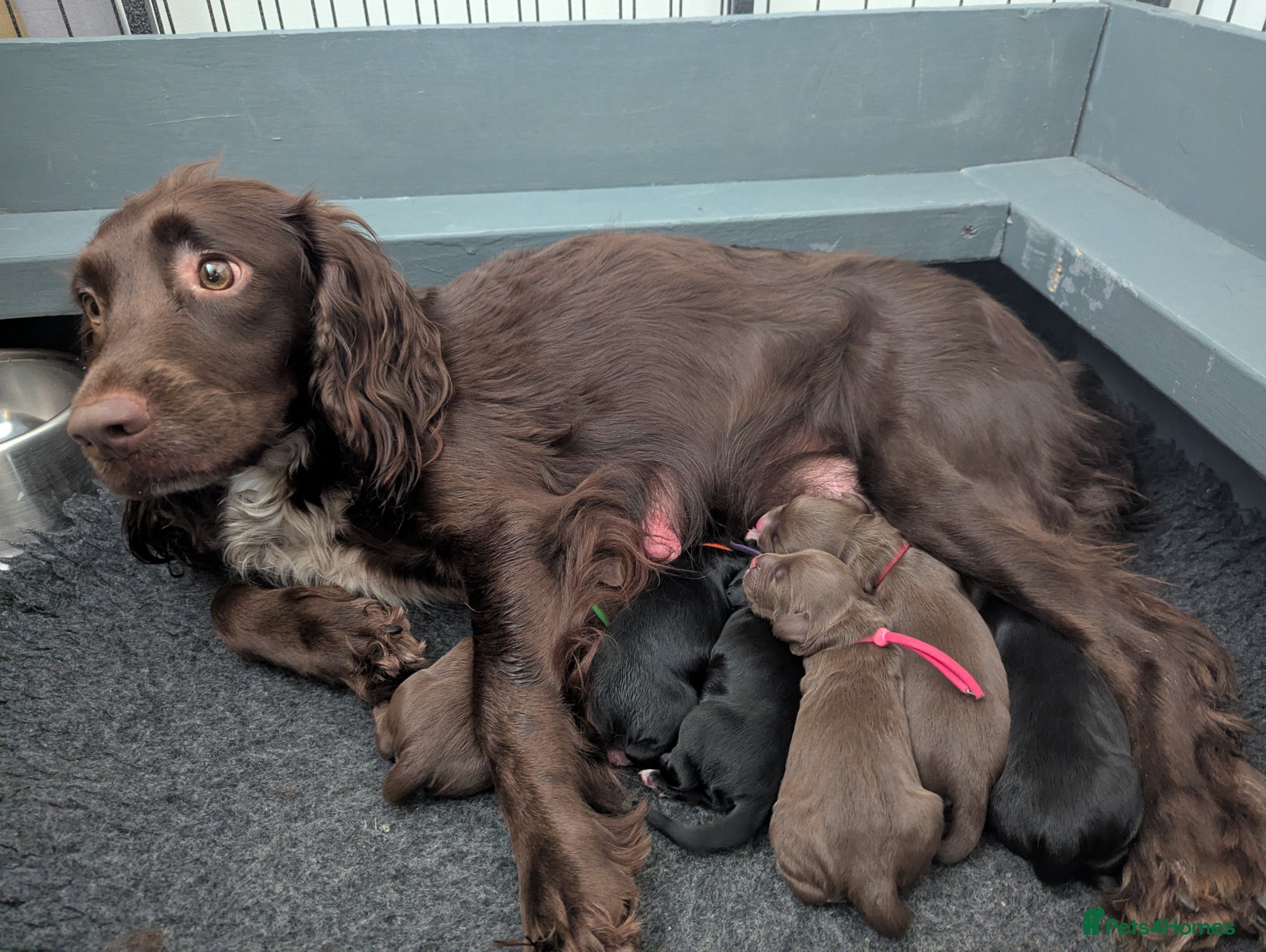 Sprocker dogs for sale: Beautiful Sprocker Puppies  - Advert 5