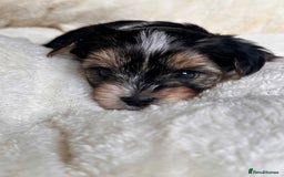 Yorkshire Terrier dogs for sale: DNA tested parents - Yorkie puppies  - Image 17