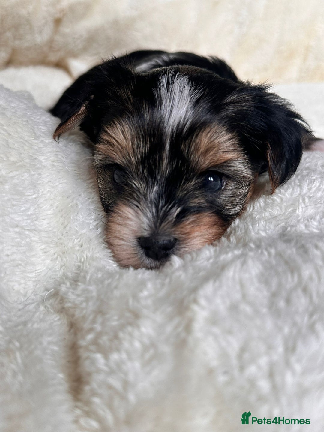 Yorkshire Terrier dogs for sale: DNA tested parents - Yorkie puppies  - Image 17