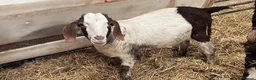 Goats livestock for sale: Selection of goats for sale  - Advert 7