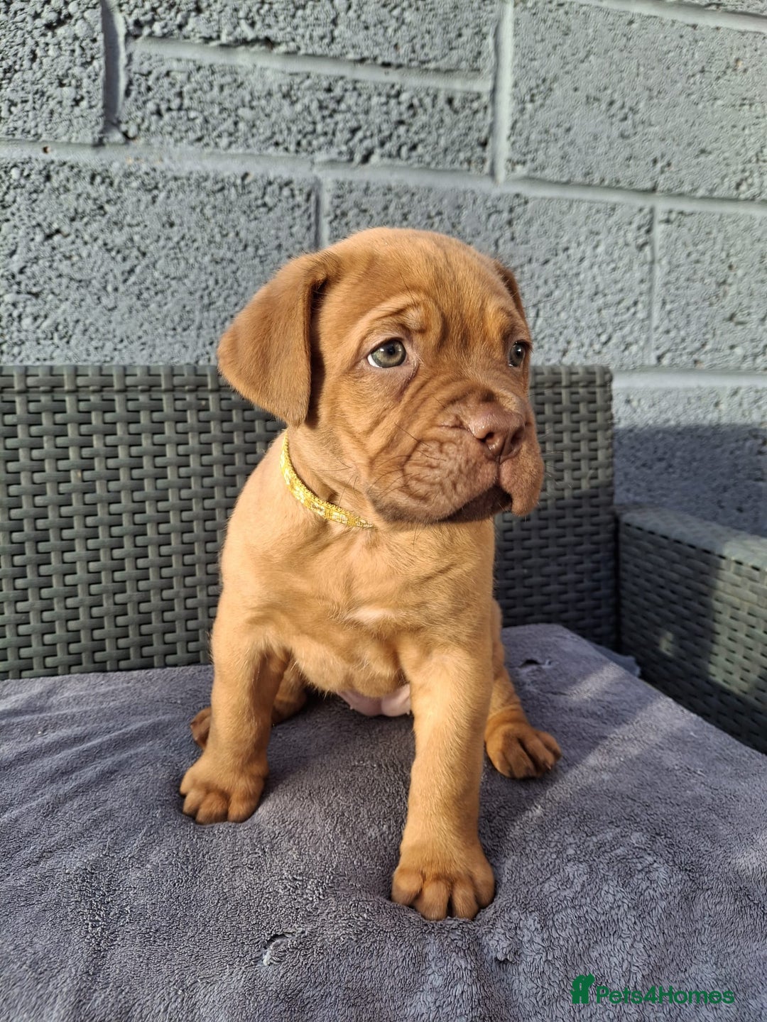 Dogue De Bordeaux dogs for sale: Beautiful litter of dogue de bordeauxs - Image 20