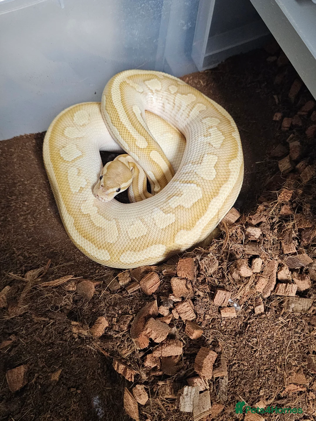 Leopard Gecko reptiles for sale: Cresties and Royals  - Advert 1