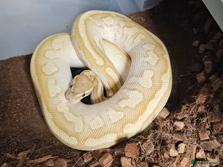 Leopard Gecko reptiles Cresties and Royals - Advert 7