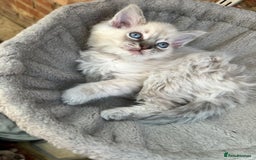 Ragdoll cats for sale: Last boy Stunning crazy playful pure Ragdoll - Image 1