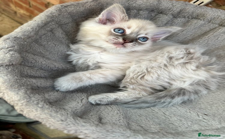 Ragdoll cats - Advert 7