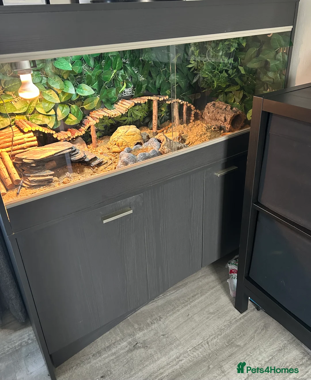 Leopard Gecko reptiles for sale: Leopard gecko femal age 4  in Wrexham - Advert 2