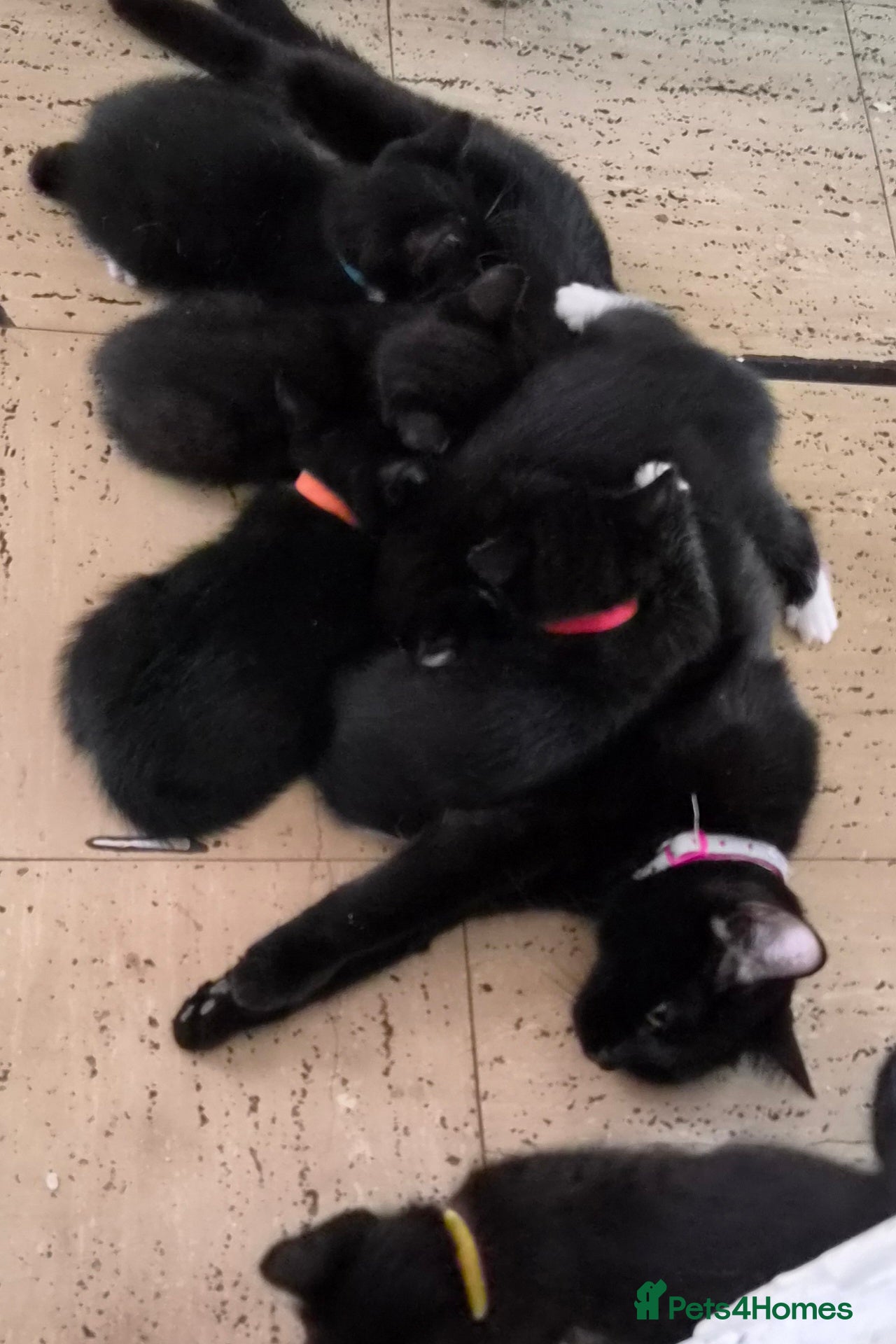 Domestic Shorthair cats Adventurous, adorable kittens looking for homes - Advert 4