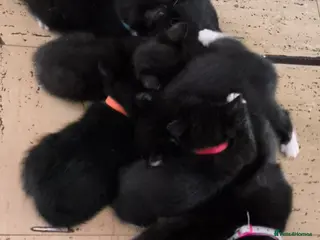 Domestic Shorthair cats Adventurous, adorable kittens looking for homes - Advert 4