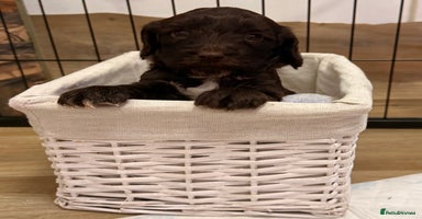 Mixed Breed dogs - Advert 15