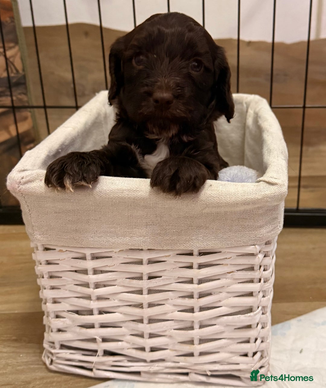 Mixed Breed dogs for sale: Cocker spaniel x sproodle beautiful puppies - Image 3