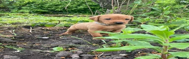 Labrador Retriever Puppy 7