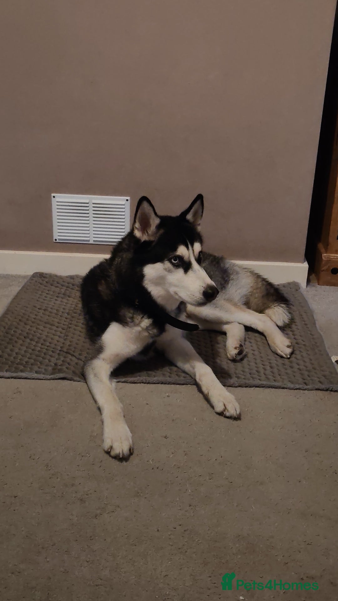 Siberian Husky dogs for sale: Lucky for sale  - Advert 5