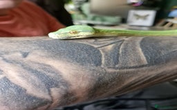 Python Snake reptiles for sale: Green tree python type Manokwari Jayapura - Image 7