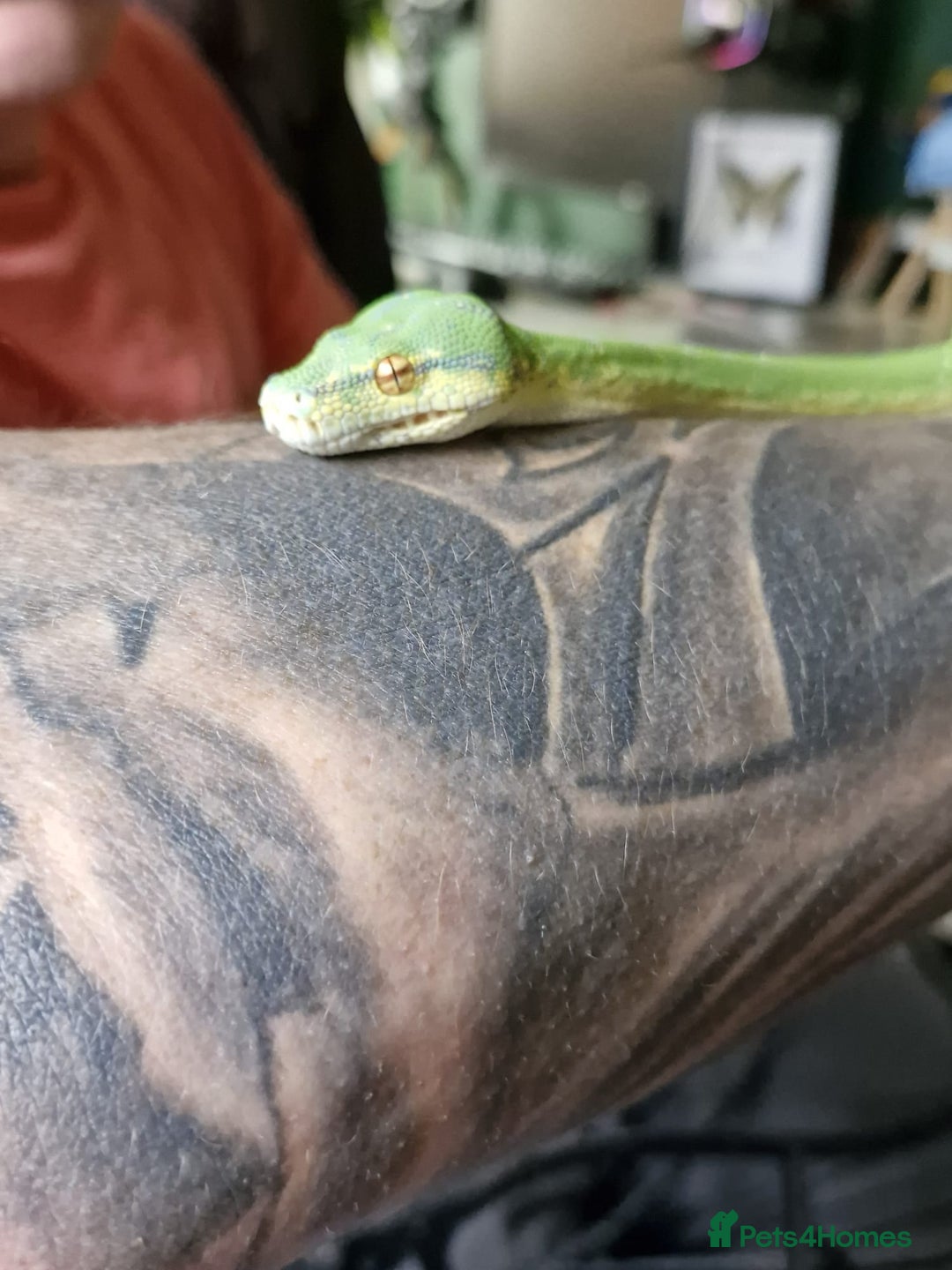 Python Snake reptiles for sale: Green tree python type Manokwari Jayapura - Image 7