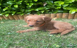 Labrador Retriever dogs for sale: Beautiful fox red lab puppies in Cambridge - Image 5