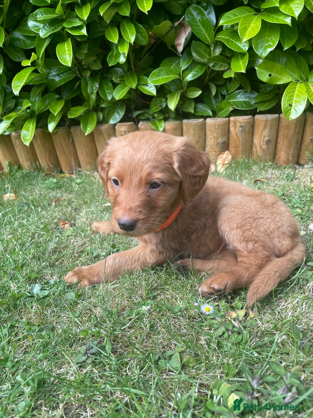 Labrador Retriever dogs for sale: Beautiful fox red lab puppies in Cambridge - Image 5