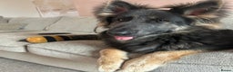 German Shepherd dogs for sale: German shepherd ~ MIA ~ - Advert 2