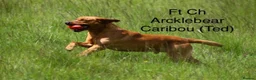 Labrador Retriever dogs for sale: Gorgeous Fox Red Labrador Puppies - KC Reg. - Advert 15