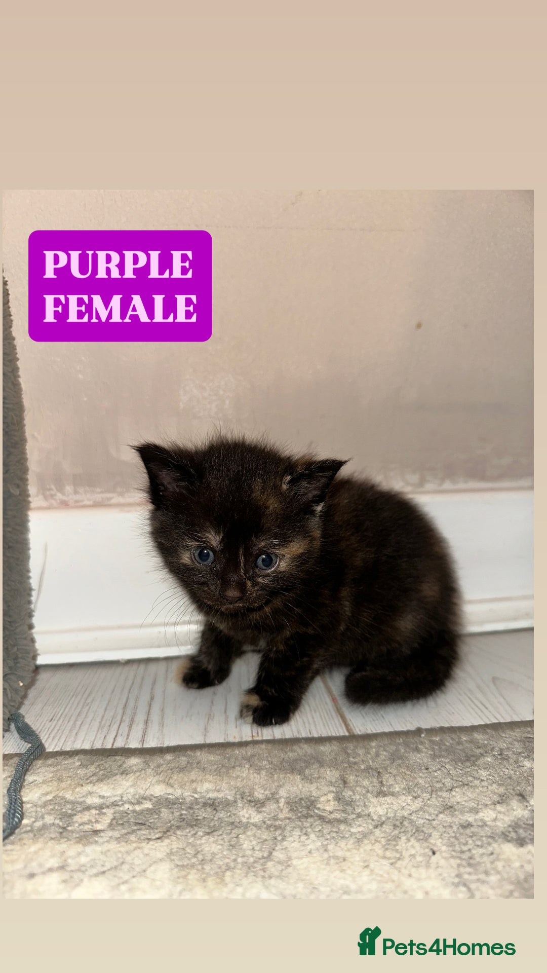 Maine Coon cats for sale: 5 MAINE COON X BABIES FOR SALE  - Advert 4