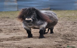 Shetland pony horses for sale: Buckskin roan colt  - Image 9