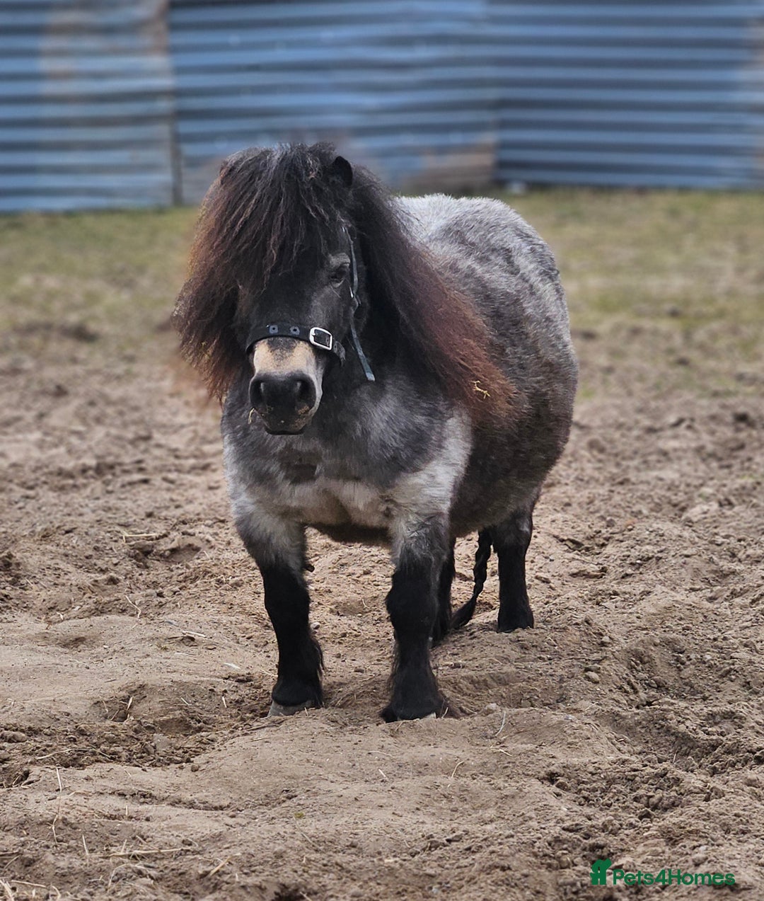 Shetland pony horses for sale: Buckskin roan colt  - Image 9