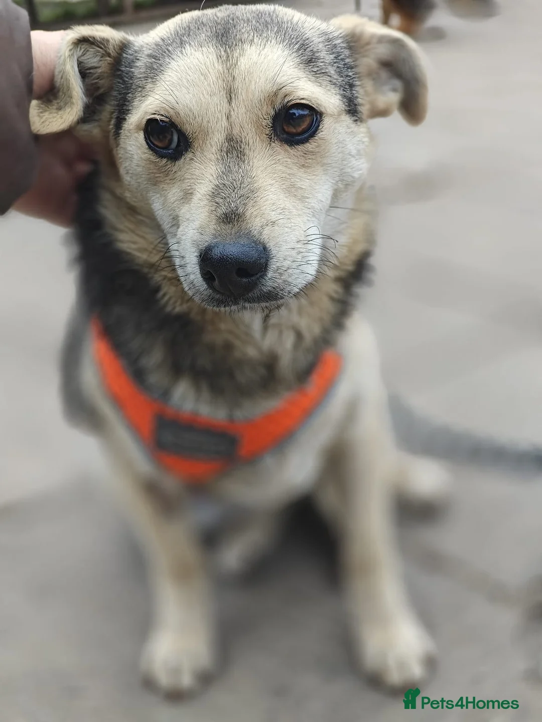 Mixed Breed dogs for adoption: ❤️🐶 MAREE – SHE LOOKS INTO YOUR EYES in Burton-on-Trent - Advert 2